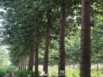 河南周口：培育出不飞絮的杨树新品种