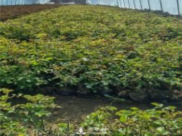 各类盆栽月季上市，南阳杯苗基地全国批发中