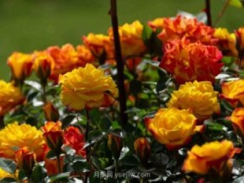 安阳市滑县森林公园月季花开放，赏花打卡正当时