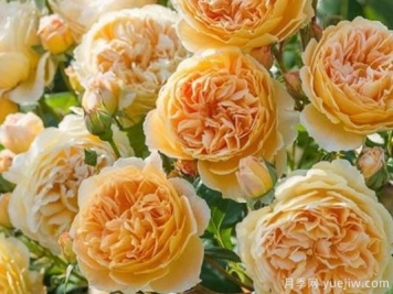 大花香水月季的养护方法，分享10种花香飘满屋