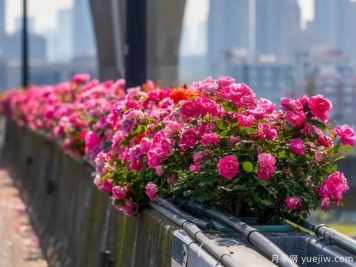杭州高架月季盛开，200万株月季花装扮空中花廊
