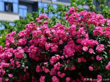 武汉新增多条绝美月季花道，江城处处花海景观