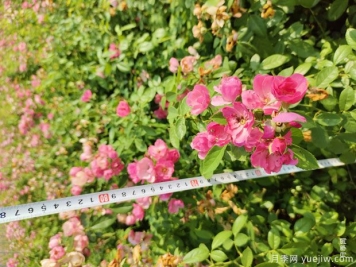 安吉拉月季盆栽苗，60厘米高基地发货