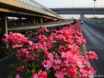 30万株新品种，杭州高架月季会带来什么样的惊喜？