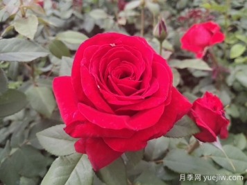 原产中国的玫瑰花(月季花)，是如何成为美国国花的？