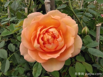 中国月季：欧洲玫瑰花的祖宗，为世界园艺做出了巨大贡献