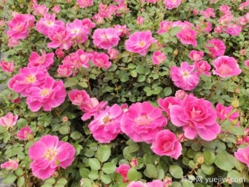 仙境盆栽月季杯苗粉色丰花，绿化工程批发