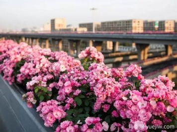 杭州高架月季实现定期开花，是如何进行花期调控的？