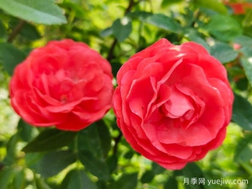 种上木香蔷薇花蛮强爆花，红橙白黄木香你喜欢哪个？