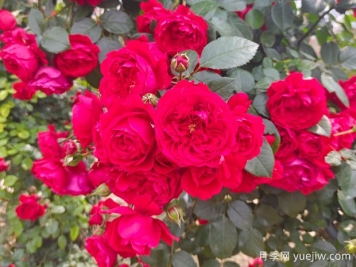 6款红色系的藤本月季品种，适合打造网红花墙