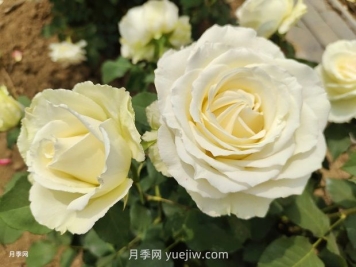 十一朵白玫瑰的花语和寓意