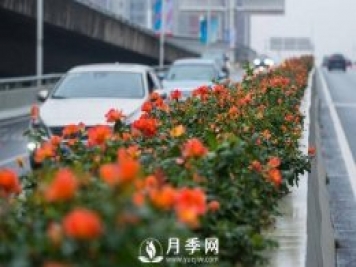 月季花期可调控，看武汉10月中旬月季花艳丽开放