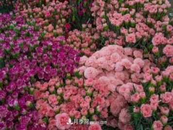 中国6大花市，全国花卉批发市场介绍