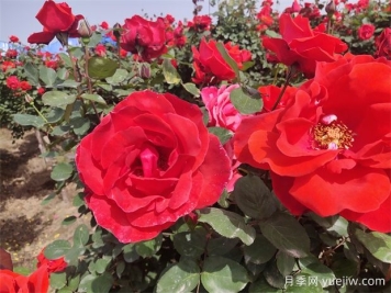 月季、玫瑰、蔷薇分别是什么？如何区别？