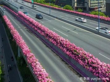 杭州高架月季初开，2024年又到走花路时间