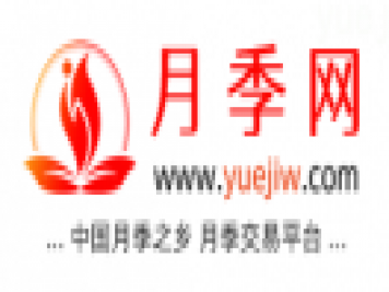 中国上海龙凤419，月季品种介绍和养护知识分享专业网站